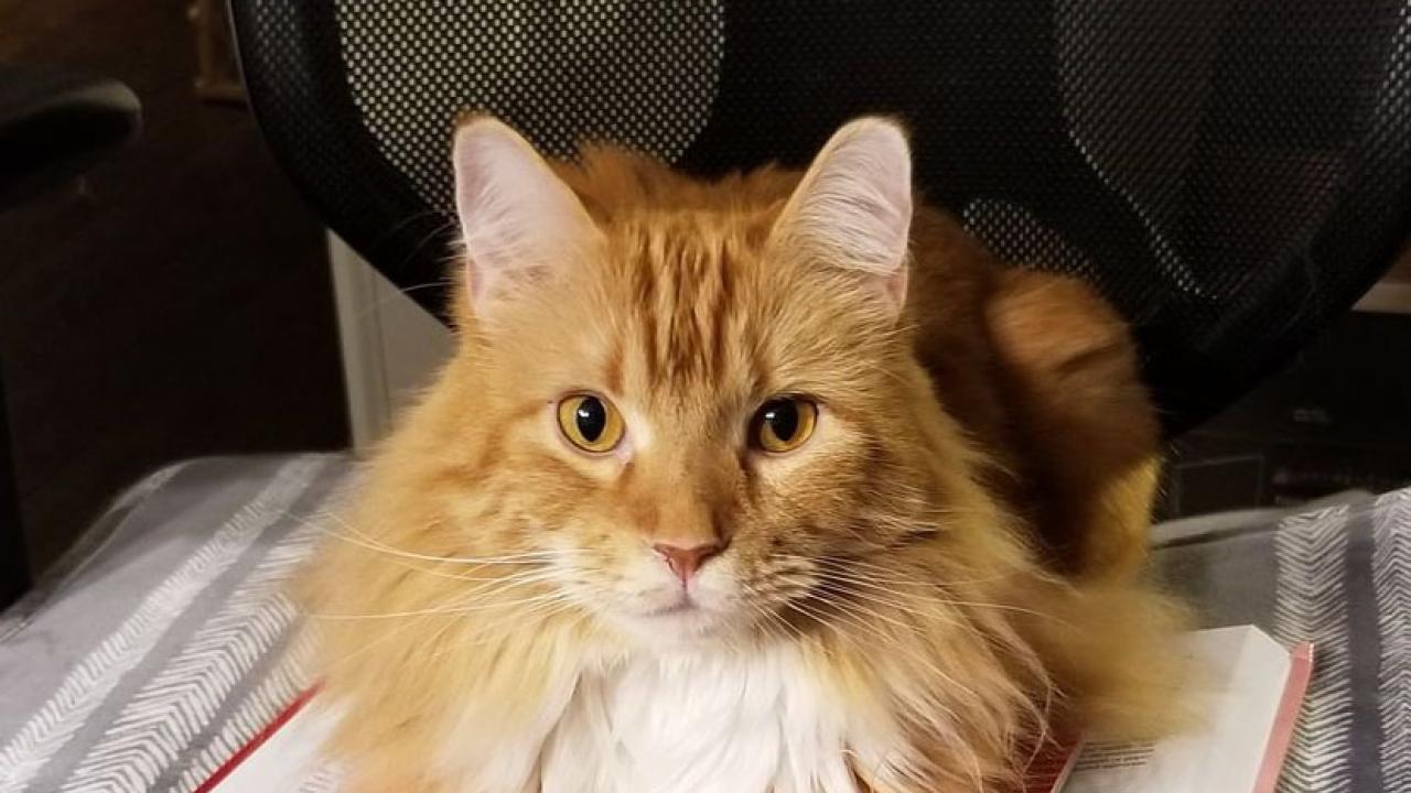 Personalized Medicine For Cats With Heart Disease School Of personalized-medicine-for-cats-with-heart-disease-school-of